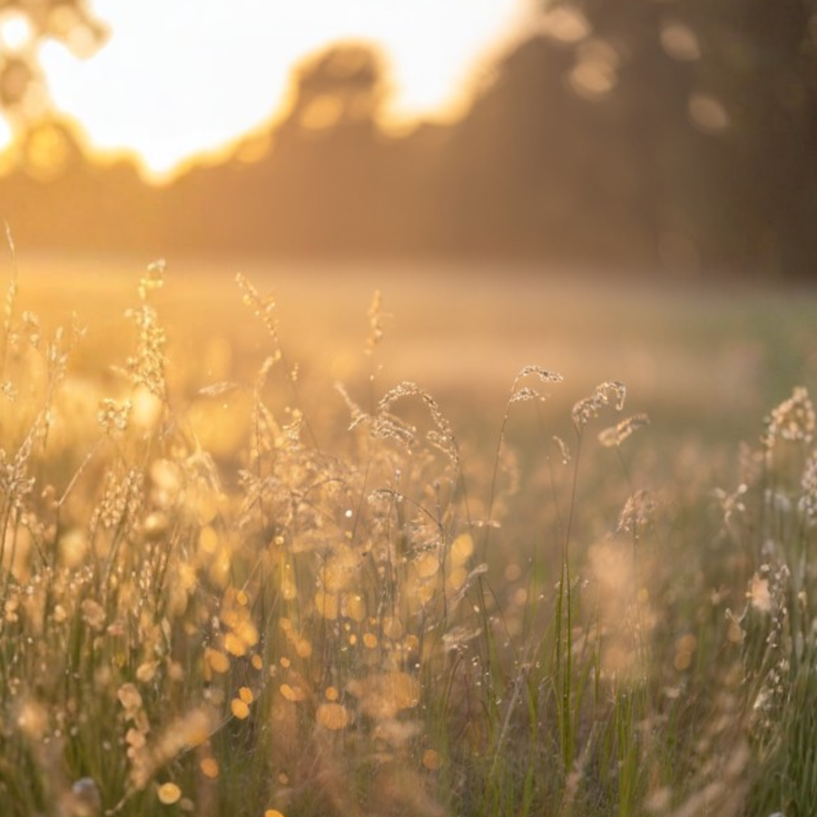 Mindful Aromatique Mist_ Morning Veil
